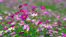 Cosmos flowers