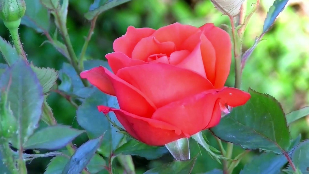 Large orange rose