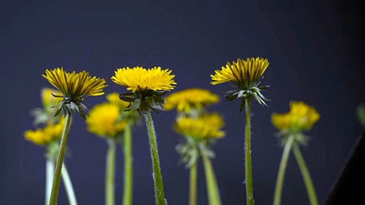 Dandelion flower