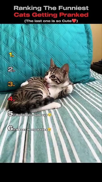 Ranking The Funniest Cats Getting Pranked😹🎭 (You Won't Believe No.1)#shorts [Full Movie]