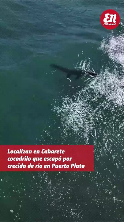 Localizan en Cabarete cocodrilo que escapó por crecida de río en Puerto Plata