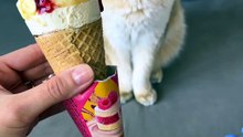 My Cat's Yelp Review Of Our Ice Cream Policy: 0 Stars ⭐🚫