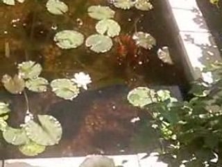Mon Bassin à Koi :  Juin 2008