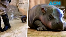 Baby pygmy hippo stealing hearts at Arizona zoo