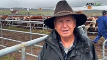 Hinnomunjie sales soar as rain boosts confidence and steer prices by $200
