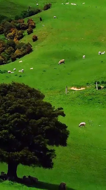 Peaceful Countryside and Majestic Swiss Alps - Nature Relaxation