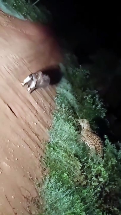 Anteater sinks its claws into a jaguar 🔥