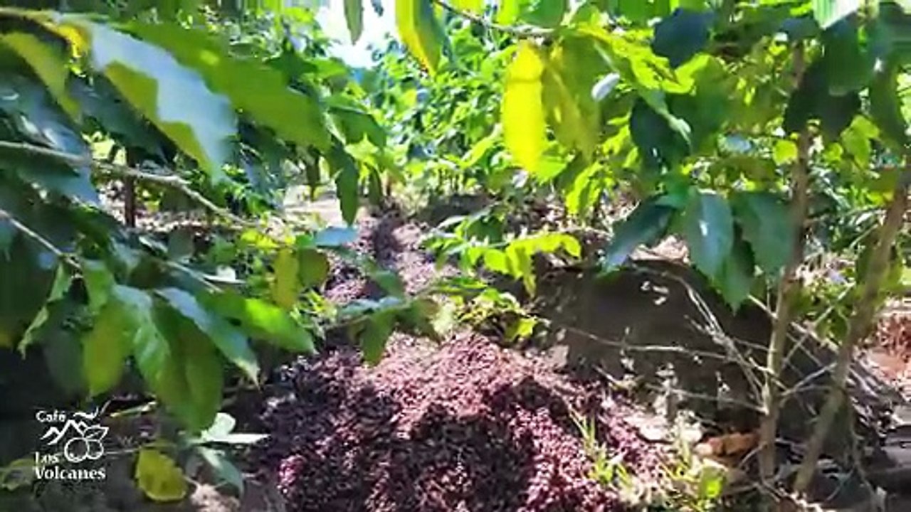 utilizamos los subproducto del cafe como abono organico