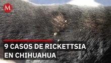 Repunte de Rickettsia en Chihuahua, reportan muerte de un menor