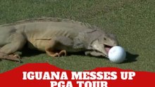 An iguana trying to swallow a golf ball goes viral in resurfaced video