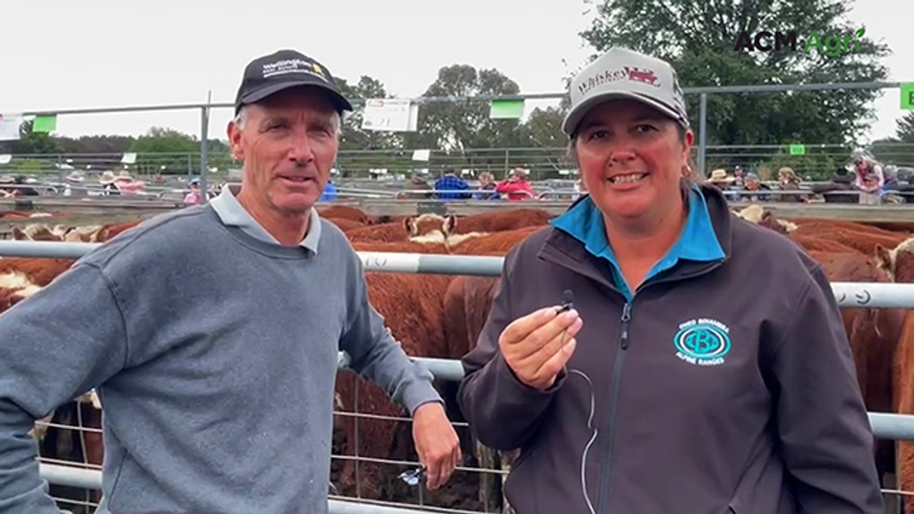 Buyers line the rails as Benambra prices outperform expectations