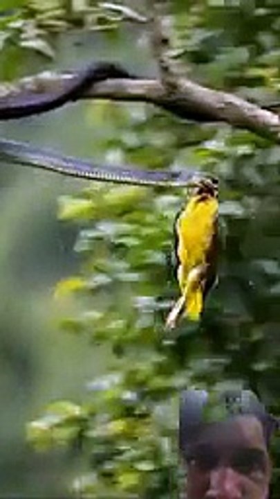 Music Bird 🐦 motivation