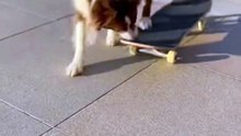 Border Collie Dog Riding a Skateboard #dog #kingdomofawais