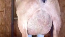 Begini Perbedaan Kelenjar Susu Kambing Sebelum dan Sedsudah Diperas