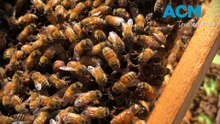 Australian bees helping science