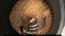 In hot soup: Semporna resort cook charged with illegal pangolin possession