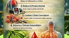 4 beneficios de las hojas de guanábana pueden reducir el azúcar en la sangre