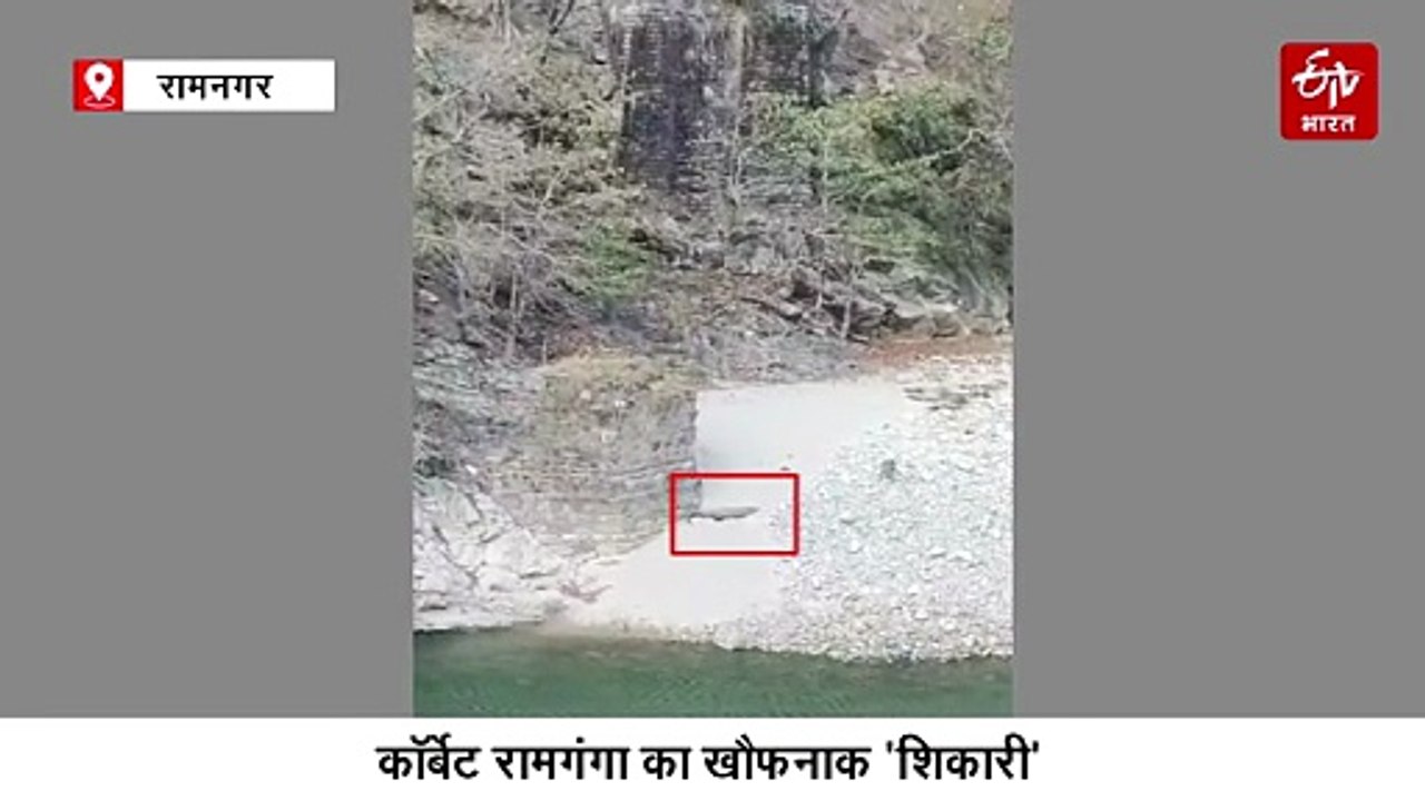 कॉर्बेट रामगंगा का खौफनाक 'शिकारी', पल भर में मगरमच्छ ने पकड़ा काकड़, बनाया निवाला
