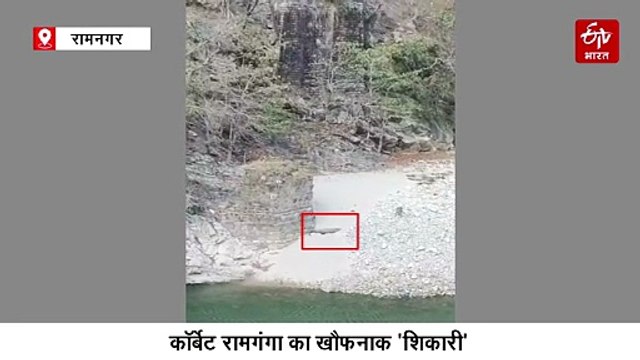 कॉर्बेट रामगंगा का खौफनाक 'शिकारी', पल भर में मगरमच्छ ने पकड़ा काकड़, बनाया निवाला