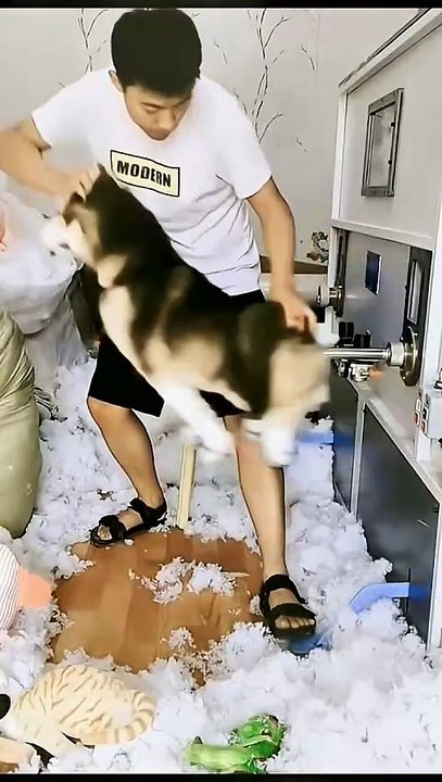 Dog funny reaction