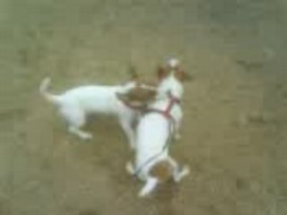 Chiki qui tire la laisse a Louna