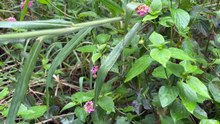 Lantana camara 01
