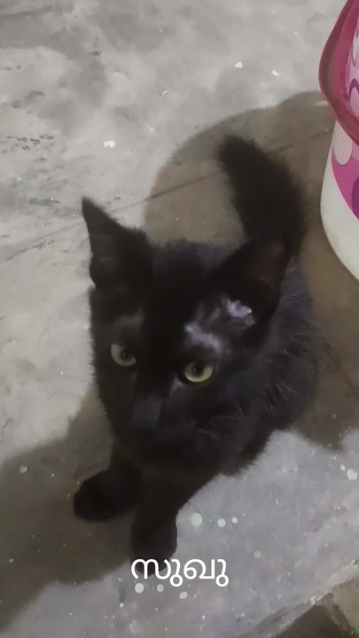 cat,kitten