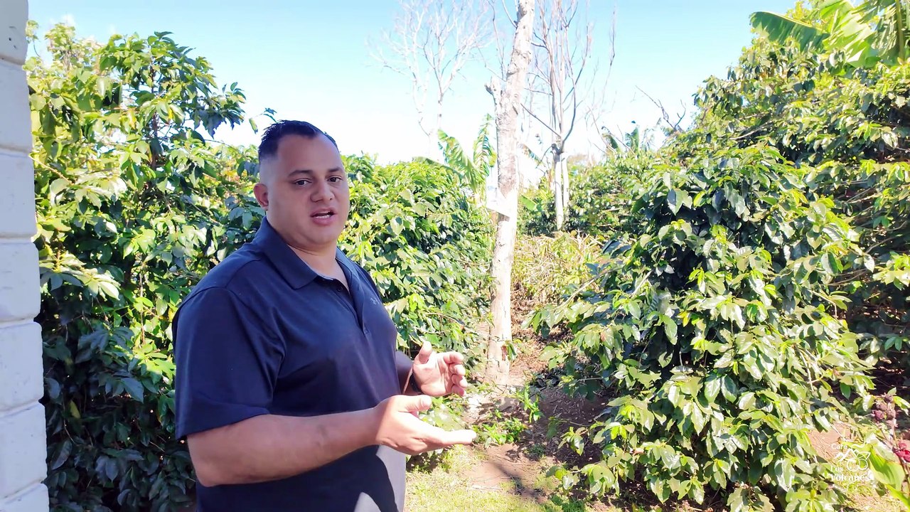 enero inicia la poda del cafe
