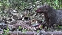 Nature’s most fearless gladiator doesn’t care about the size difference. 🐍💪  Witnessed this mongoose take on a massive opponent in the heart of the jungle. It’s not just about the speed; it’s the calculated precision. After the high-stakes showdown,