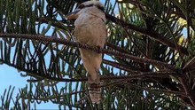 Kookaburras laughing