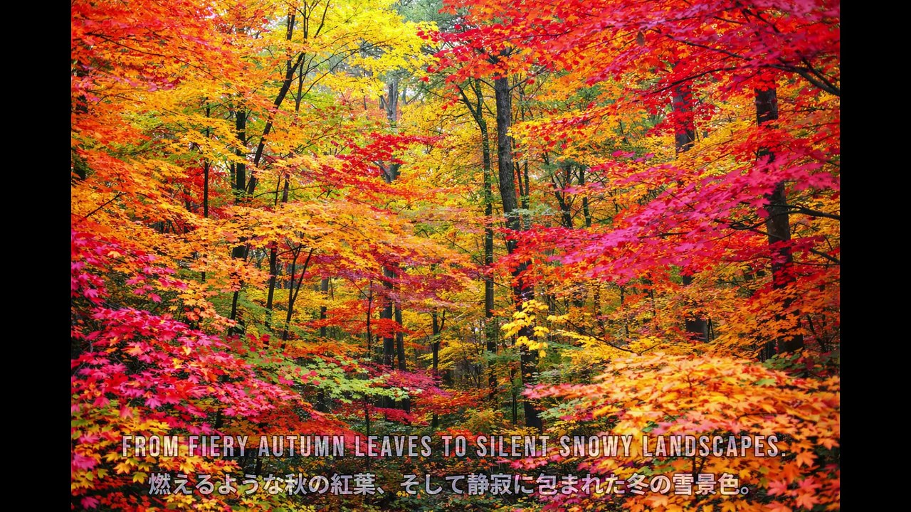 JAPAN SEASONS | A Journey Through the Four Seasons (10 Minutes)