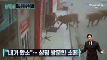[김종석의 리포트]“내가 왔소”…상점 방문한 소 떼