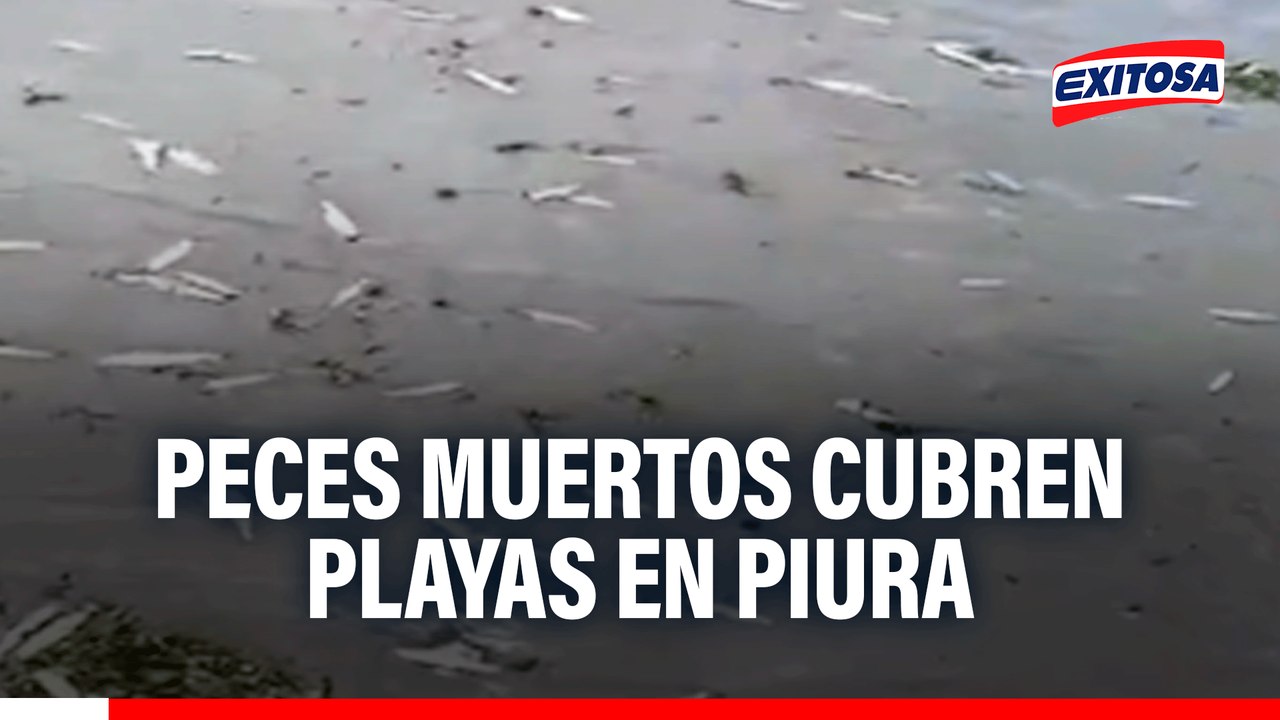 Alarma ambiental en Piura: Toneladas de peces muertos cubren las playas de Sechura