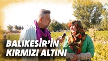 Tohumluk Biber Hasadı Başladı - Dikkat Ayvaz Şef Çıkabilir