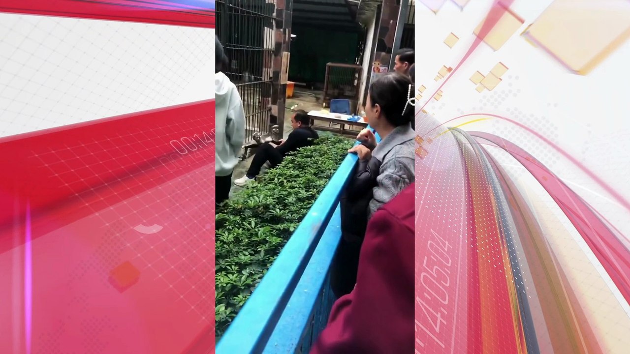 Menina de 10 anos é atacada por leoa em zoológico na China