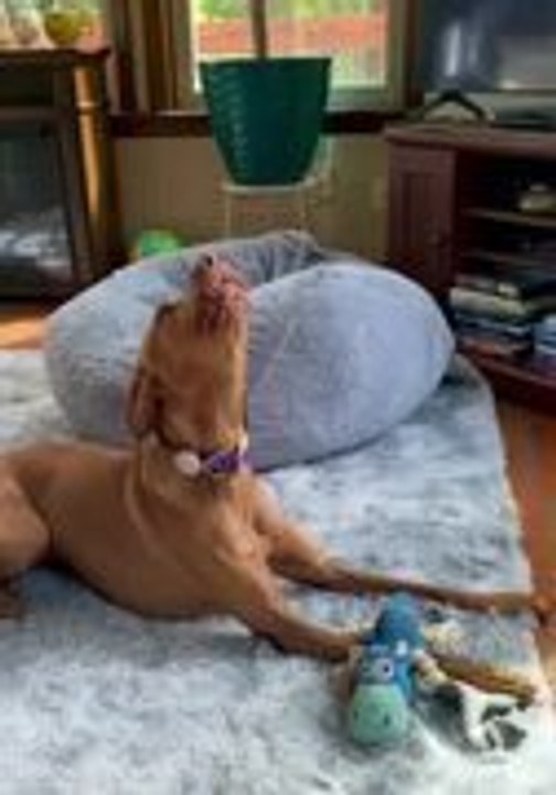 Vizsla Dog Howls While Playing With Toy