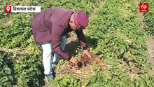 हिमाचल में खेती का 'ब्लू रिवॉल्यूशन': पराली के नीचे उगा 'नीला आलू', खासियत की भरमार, 90 दिन में फसल तैयार