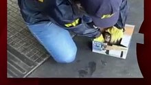 Policía Federal rescató una cría de mono Cai que iba a ser trasladada en una caja, el ejemplar fue puesto a resguardo y trasladado al ecoparque de Buenos Aires.