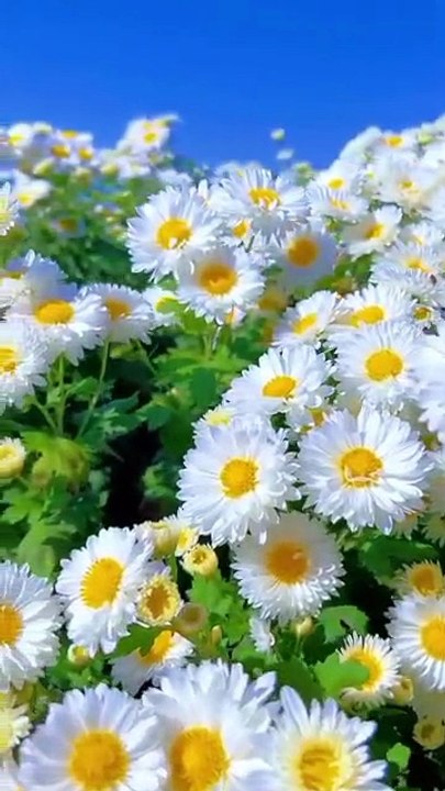 Flowers 🌺🌹 #nature