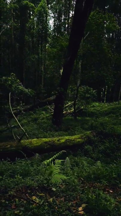Jungle☘️🍀🌴🌳🌲🌱🌿