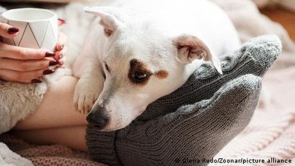 This dog medication could change human lives