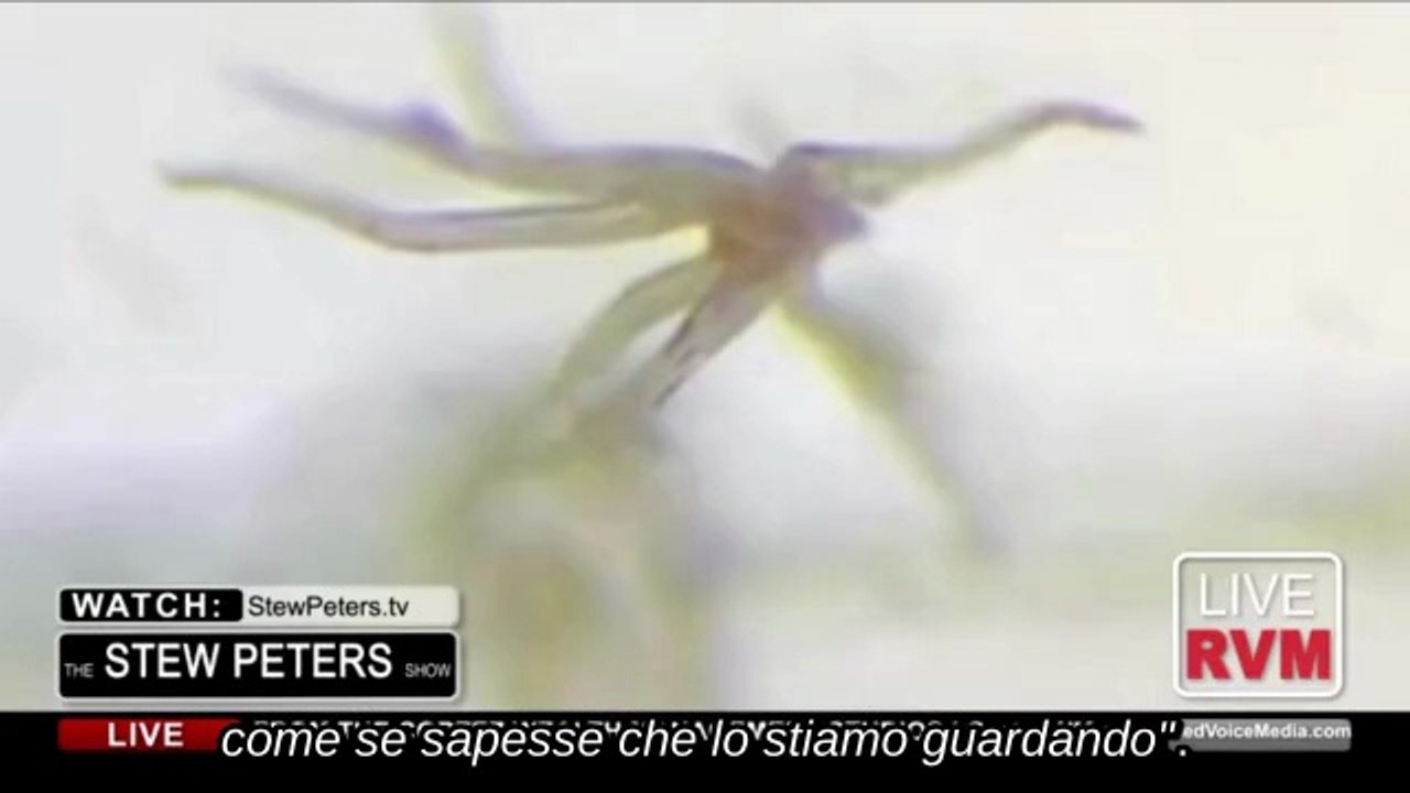 Ama il Tentacolo