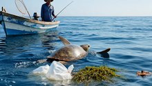 Dolphin Lifts Exhausted Sea Turtle