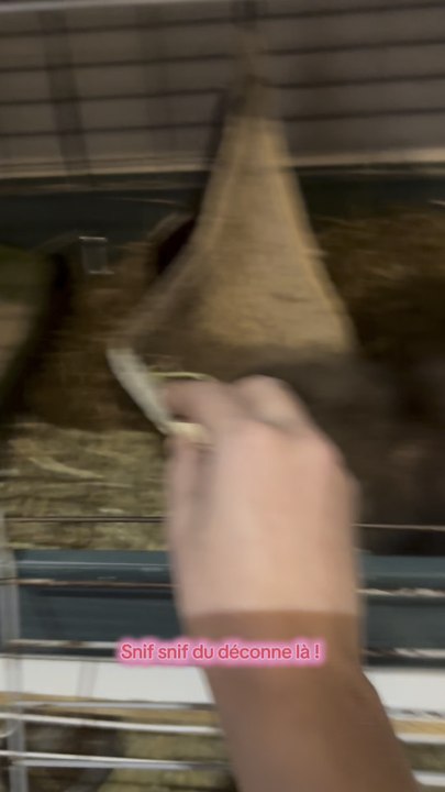 Changer les dodos avec des Fufus c’est toujours compliqué.. surtout avec ces têtes de cochon 🤣🤣