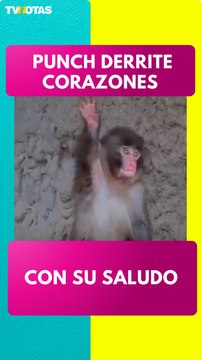 Punch, el bebé macaco rechazado que ahora enamora al mundo con su saludo