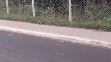 Filhote de jaguatirica é visto atravessando rua em Cruzeiro do Oeste