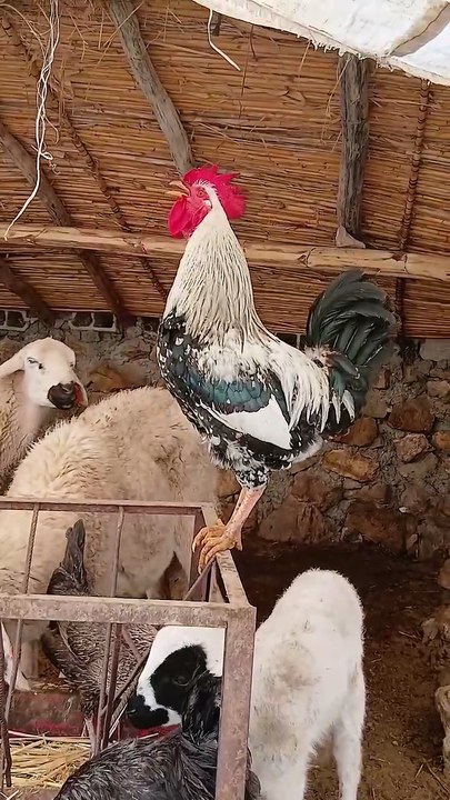 You Won’t Believe This Rooster’s Morning Alarm! 😂