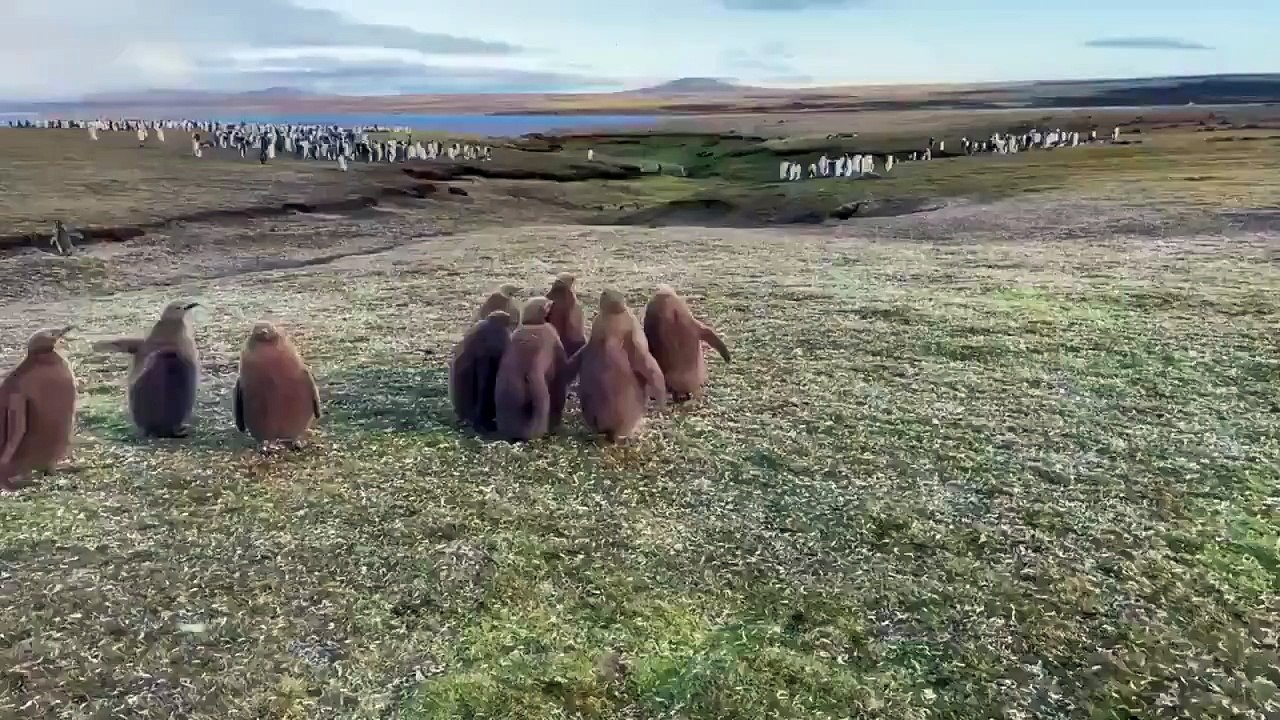 Pingüinos se encontraron con un gato en las Islas Malvinas