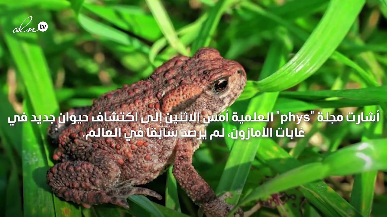 اكتشاف نوع جديد من الضفادع بالأمازون لم يُرصد سابقًا في العالم