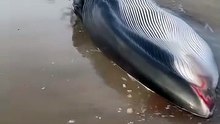 baleia dá à costa em Ovar